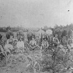 Photograph of men and mules in corn field